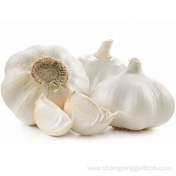 Farm Wholesale Dried Whole Garlic Price